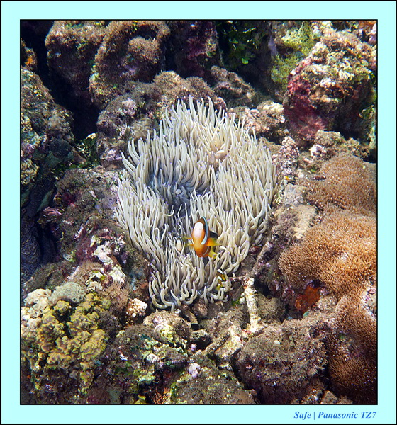 2012 - 07 - Dauin Sanctuary 09